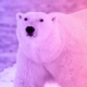 polar-bear